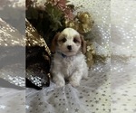 Small #1 Cavapoo