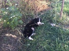 Small Photo #8 Border Collie Puppy For Sale in GUSTINE, CA, USA