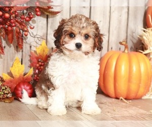 Cavalier King Charles Spaniel-Poodle (Toy) Mix Puppy for sale in MOUNT VERNON, OH, USA