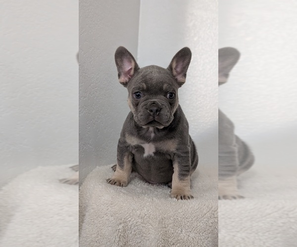 Medium Photo #8 French Bulldog Puppy For Sale in GOSHEN, IN, USA