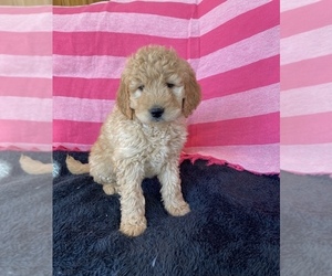 Goldendoodle Puppy for sale in STELLA, MO, USA