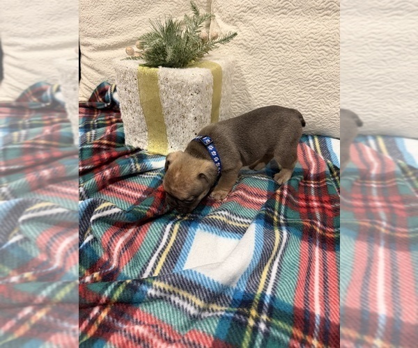 Medium Photo #7 French Bulldog Puppy For Sale in SACRAMENTO, CA, USA