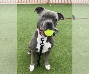 Mutt Dogs for adoption in Las Vegas, NV, USA