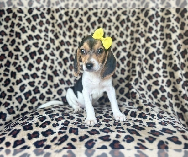 Medium Photo #7 Beagle Puppy For Sale in LAKELAND, FL, USA