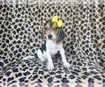 Small #6 Beagle
