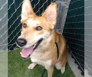 German Shepherd Dog Dogs for adoption in Downey, CA, USA