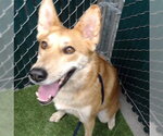 Small German Shepherd Dog