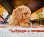 Small Photo #4 Goldendoodle (Miniature) Puppy For Sale in HUNTINGTON, AR, USA
