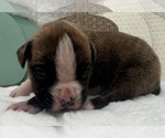Small #6 Boxer