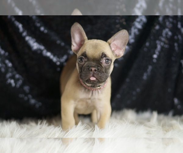 Medium Photo #14 French Bulldog Puppy For Sale in WARSAW, IN, USA