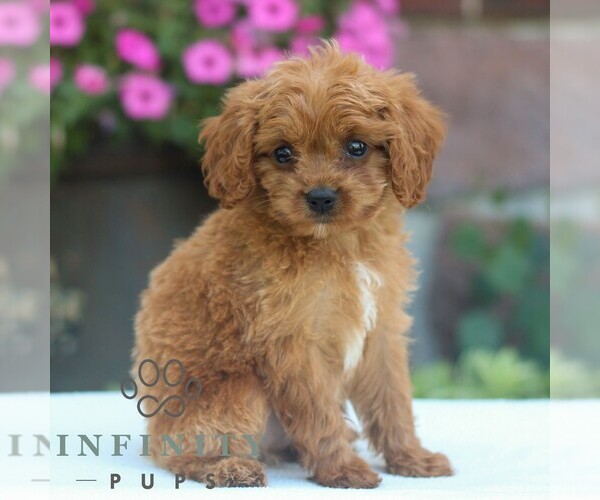 Medium Photo #4 Cavapoo Puppy For Sale in REINHOLDS, PA, USA