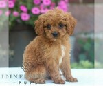 Small #3 Cavapoo