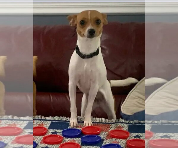 Medium Photo #4 Rat Terrier-Unknown Mix Puppy For Sale in Westminster, MD, USA