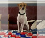 Small #3 Rat Terrier Mix