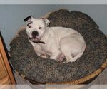 Small Photo #2 Olde Bulldog Puppy For Sale in Austin, TX, USA