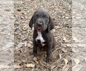 German Shorthaired Pointer Puppy for sale in VIDALIA, GA, USA