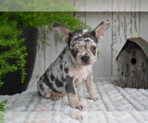 French Bulldog Puppy for sale in MILLERSBURG, OH, USA