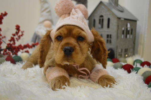 Medium Photo #1 Cocker Spaniel Puppy For Sale in HONEY BROOK, PA, USA