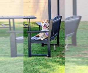 Siberian Husky-Unknown Mix Dogs for adoption in Downey, CA, USA