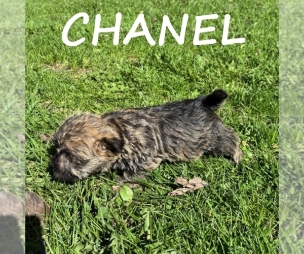 Medium Photo #2 Cairnoodle Puppy For Sale in HARTLAND, MN, USA