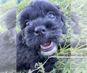 Cavapoo Puppy for Sale in HOLDEN, Missouri USA
