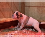 Small Photo #21 American Bulldog Puppy For Sale in MILLS RIVER, NC, USA