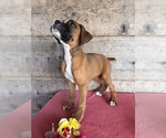 Small #3 Boxer