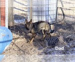Small Photo #10 German Shepherd Dog Puppy For Sale in MARION, SD, USA