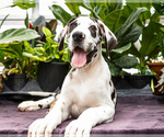 Small #8 Great Dane