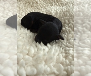 Medium Aussie-Poo-Bernedoodle Mix