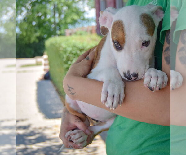 Medium Photo #4 American Staffordshire Terrier-Boxer Mix Puppy For Sale in Huntley, IL, USA