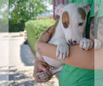 Small #3 American Staffordshire Terrier-Boxer Mix