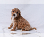 Puppy Aurora Goldendoodle (Miniature)