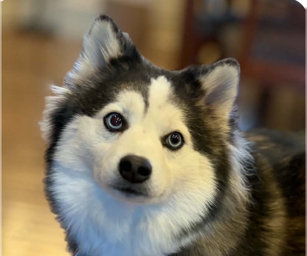 Medium Photo #1 Alaskan Klee Kai Puppy For Sale in San Ramon, CA, USA