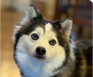 Alaskan Klee Kai Dogs for adoption in San Ramon, CA, USA