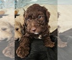 Puppy Puppy 2 Dasher Bernedoodle