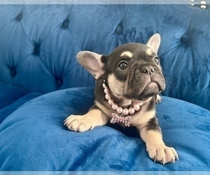 French Bulldog Puppy for sale in FRESNO, CA, USA