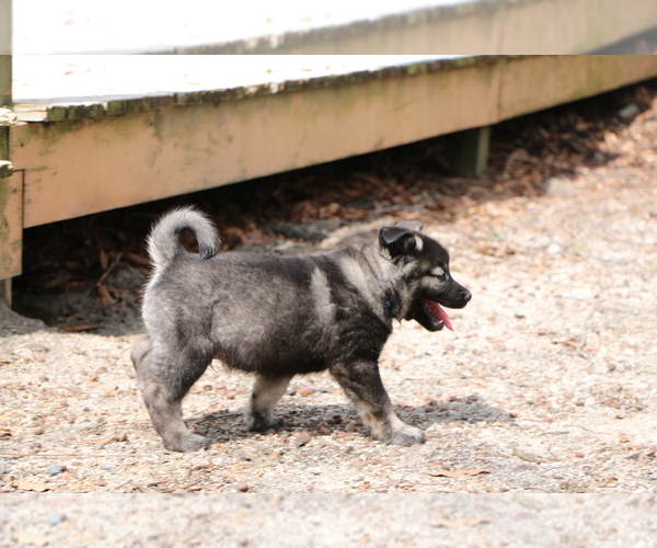 Medium Photo #7 Norwegian Elkhound Puppy For Sale in PAGELAND, SC, USA