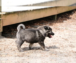 Small #6 Norwegian Elkhound