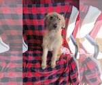 Small #1 Goldendoodle