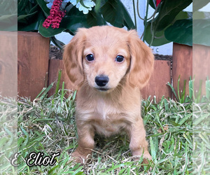 Dachshund Puppy for sale in MIAMI, FL, USA