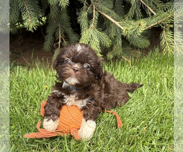 Medium Photo #1 Shih Tzu Puppy For Sale in MIDDLEBURY, IN, USA