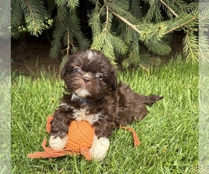 Shih Tzu Puppy for sale in MIDDLEBURY, IN, USA