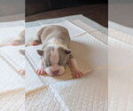 Puppy 4 Boston Terrier