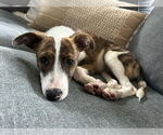 Small #3 Bulldog Mix