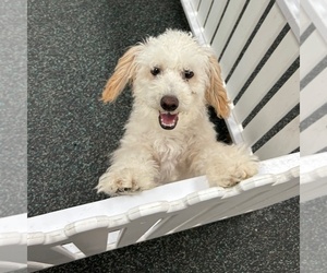 Poodle (Miniature) Puppy for sale in LOUISVILLE, KY, USA