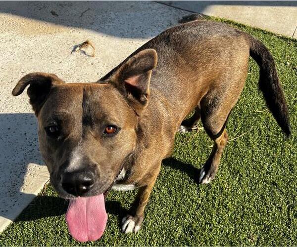 Medium Photo #1 Mutt Puppy For Sale in Camarillo, CA, USA