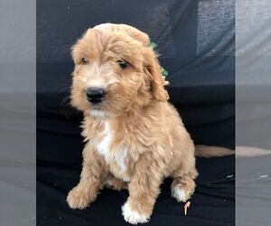 Goldendoodle-Poodle (Standard) Mix Puppy for sale in NARVON, PA, USA