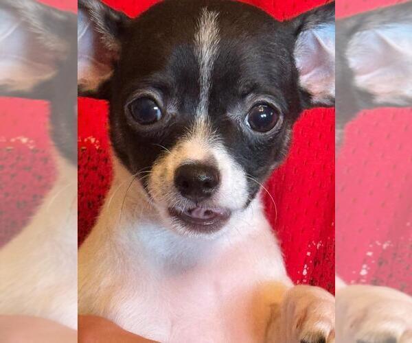 Medium Photo #14 Chihuahua Puppy For Sale in CHARLESTON, AR, USA