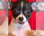 Small #13 Chihuahua